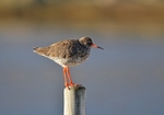 Common Redshank
