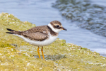 Ringed Plover