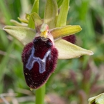 (O. x vernonensis  - Hybrid.  Ophrys biscutella x O. promontori