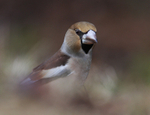 Hawfinch