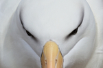 Black-browed Albatross, front close-up, West Point Island, Falklands