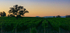 Twilight at the Vineyard