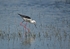 Black-winged Stilt