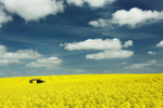Rapeseed Barn