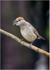 Blackcap - female