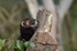 Polecat