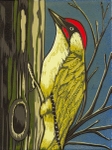 Picus Viridis