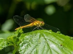 Ruddy Darter
