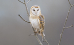 Barn Owl