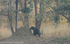 A Sloth  Bear and a termitary.
