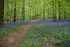 Bluebell Path