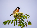 Stonechat
