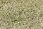 BVHT 140517 N-299
