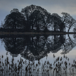 Peaceful Reflection