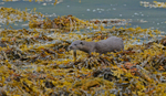 Otter