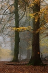 Misty Mosley Green