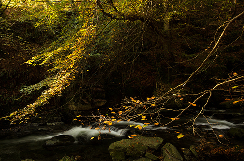 Early morning sunlight catching the golden leaves of the beech trees at Ballaglass.