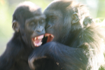 Baby gorillas   _AN072