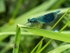 Banded Demoiselle