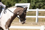 SBM_002656