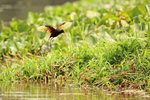 Wattled Jacana slowing to land, Mato Grosso, Brazil
