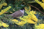 Blackcap (male) & yellow mahonia flowers, Oxfordshire, UK