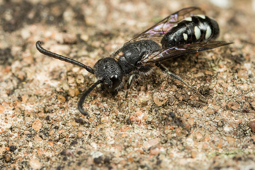 [i]Sapyga quinquepunctata[/i] male. Resting near my garden bee-hotel. Staffordshire garden, June 2015.