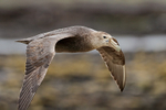 Southern Giant Petrel close flypast, Carcass Island, Falklands