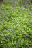 Bluebells   _ WOOD_013
