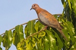 Laughing Dove.