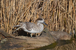 Marbled Teal