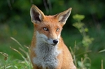 Red Fox