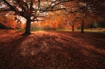 Beech Trees at Sandringham