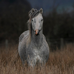 Silver - Jan Sullivan - The Grey on the Moors