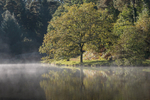 Misty Mallards Pike - 1