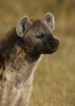 Spotted Hyena