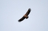 Griffon Vulture