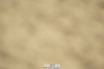 230806A-101258-00969