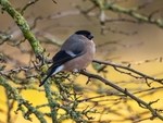 Bullfinch