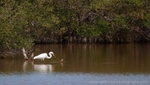 FLB020: Great egret