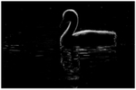 Rim-lit Cygnet