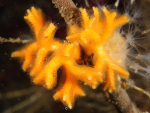 Omalosecosa ramulosa