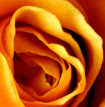 Golden Rose