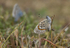 Silver studded blue female emerging