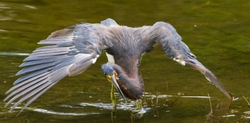 Tricolored Heron _0013