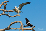Osprey versus Crow 1