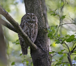 Tawny Owl - Strix aluc...