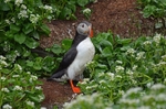Puffin