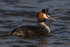 Great Crested Grebe at Otmoor