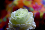 Flowers Set 05 - 13